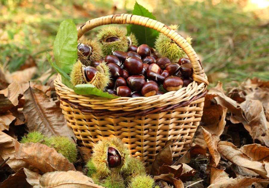 Billedresultat for Pulti i Dukagjinit thuajse i harruar nga strukturat shtetërore
