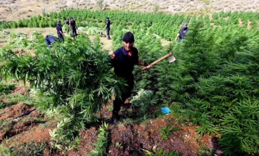Kultivimi i marihuanës, Policia nxjerr 1600 forca në terren