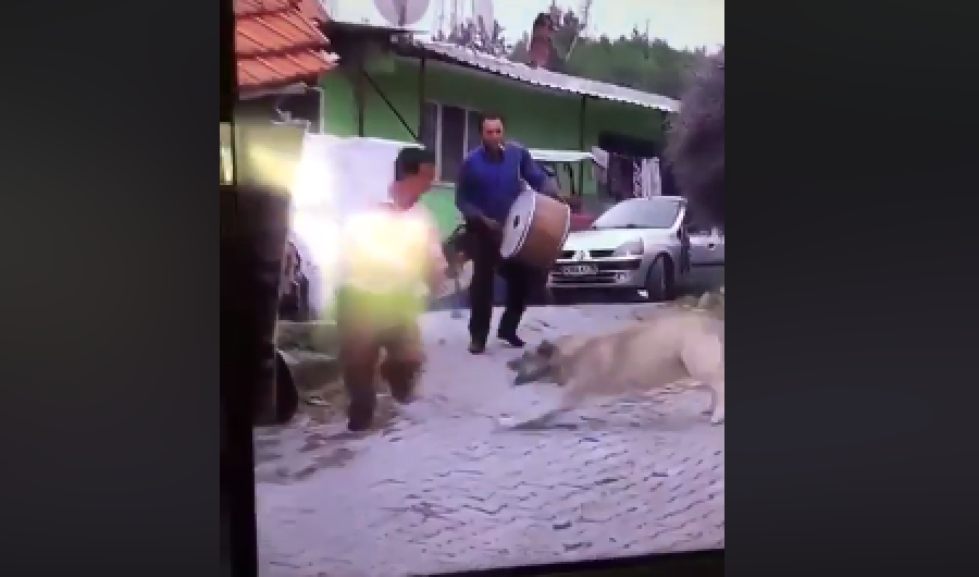 Po bënte muzikë për qejfin e vet, më pas sulmohet nga qeni - video bëhet virale