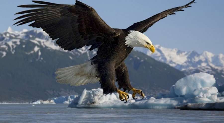 Kuriozitete për shqiponjën