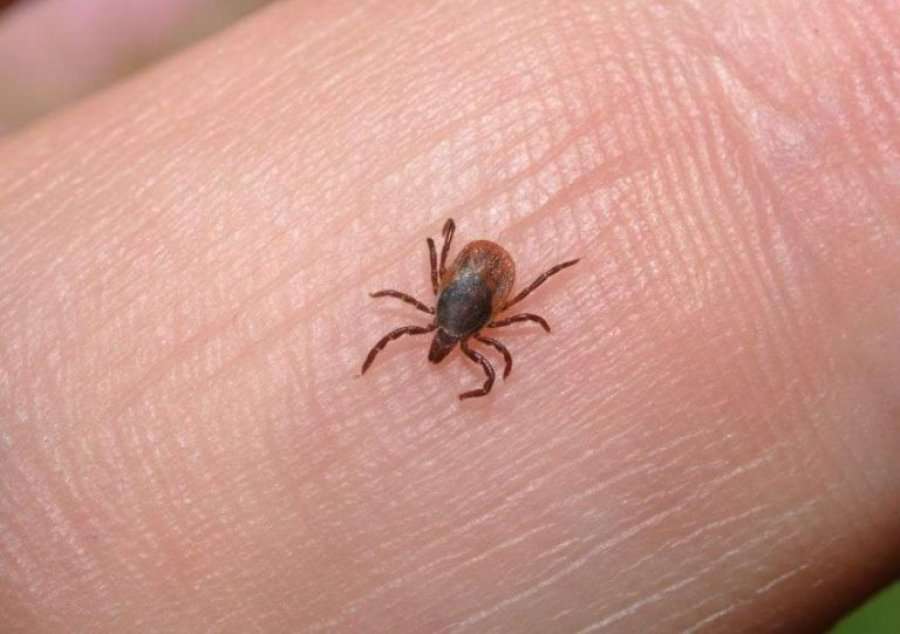 Rriqërat po e bëjnë namin, kjo është shifra totale e pickimeve për katër muaj