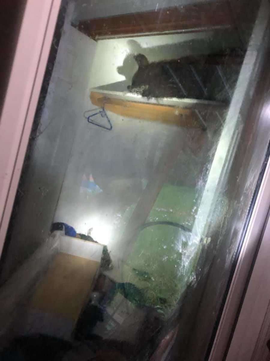 Ariu iu hyn në shtëpi dhe flen në dollap