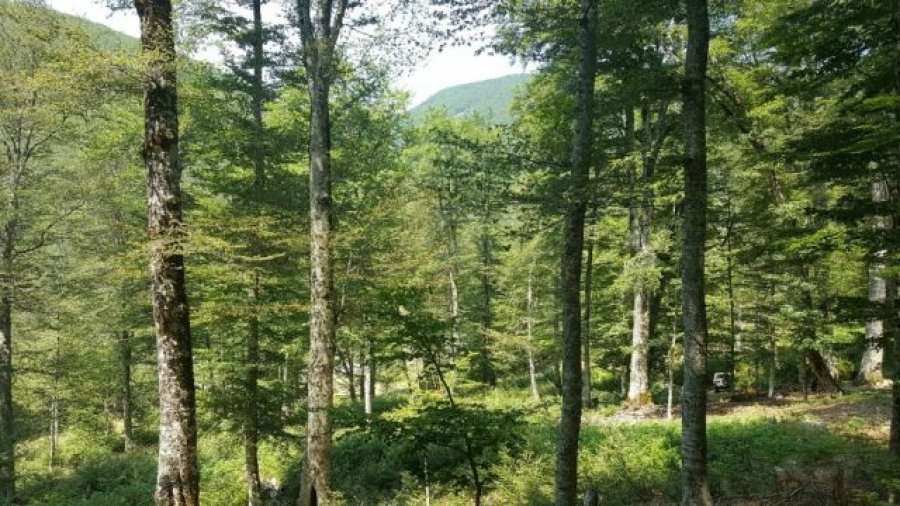 Sulmohet një shitës ambulantiv, i merret pazari ditor