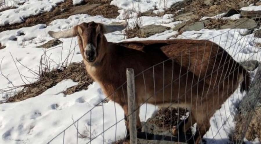Ky qytet zgjodhi dhinë për kryetare bashkie