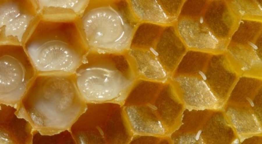 Përfitimet e pabesueshme shëndetësore që sjell qumështi i bletës
