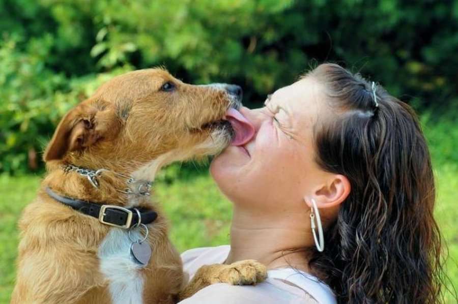 Dog lick woman. Общение с животными. Собака облизывается. Собака облизывает человека. Собака облизывает лицо.