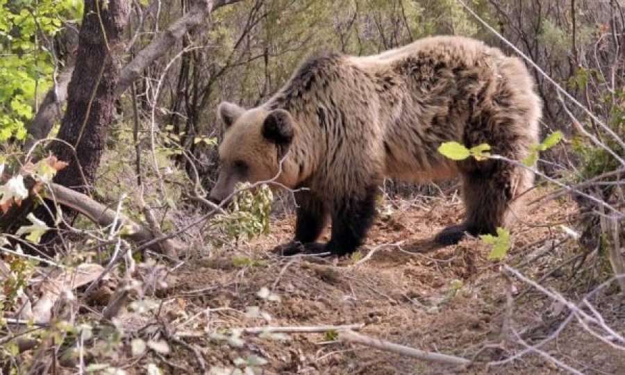 Ariu plagosë disa dele në këtë pjesë të Kosovës!