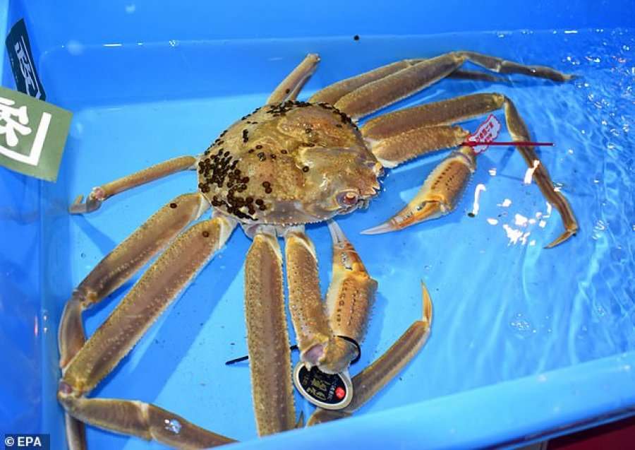 “Gaforrja e borës” shitet për një shifër rekord