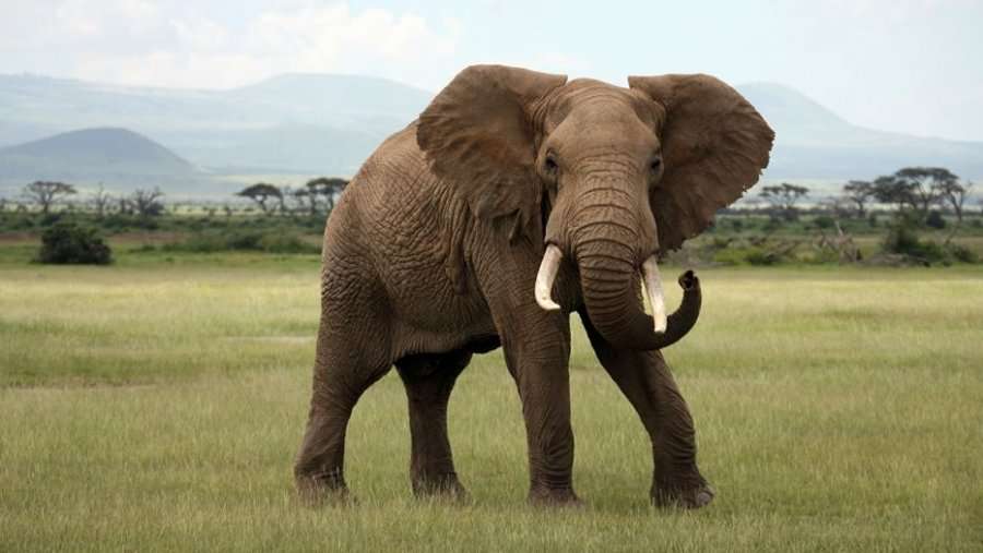Zimbabve, qindra elefantë ngordhin nga etja dhe uria si pasojë e thatësirës