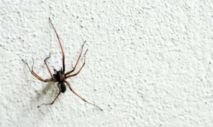 Ekspertët tregojnë pse nuk duhet t’i vrisni kurrë merimangat në shtëpi
