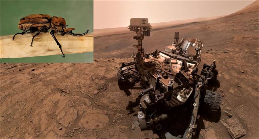 Profesori amerikan: Kam kaluar vite duke analizuar fotografitë, në Mars ka insekte