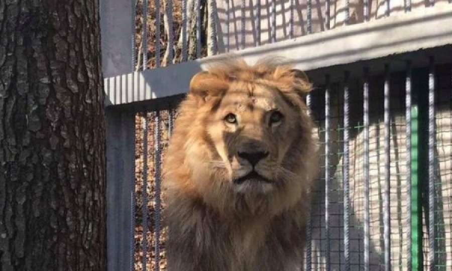 Vritet luani më i vjetër i Afrikës