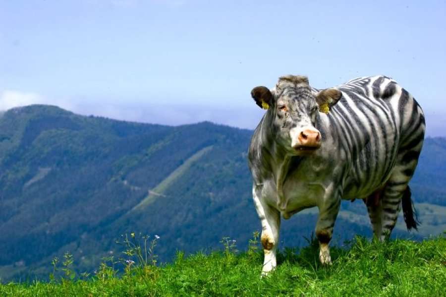 Lopët pikturohen si zebra, arsyeja do t’ju habisë