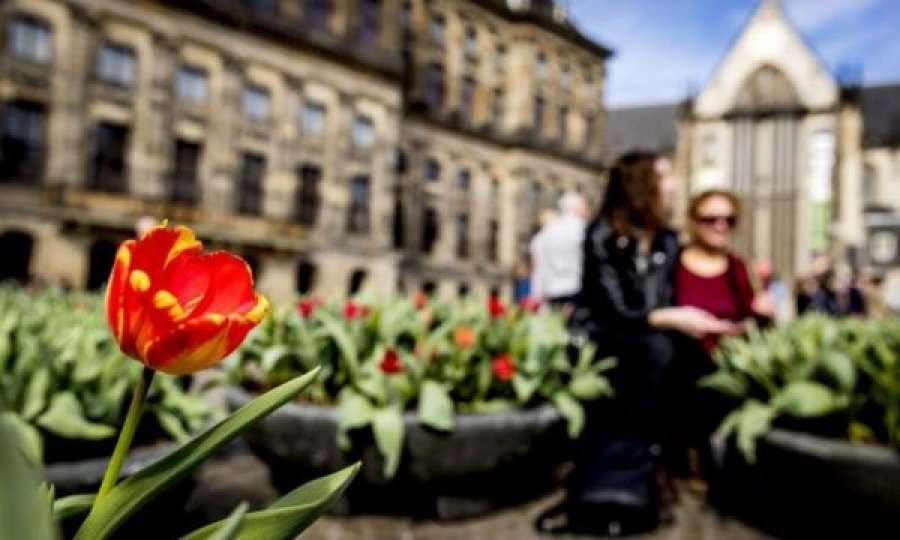 Mashtrim në tregun e luleve, tulipanët nuk lulëzojnë