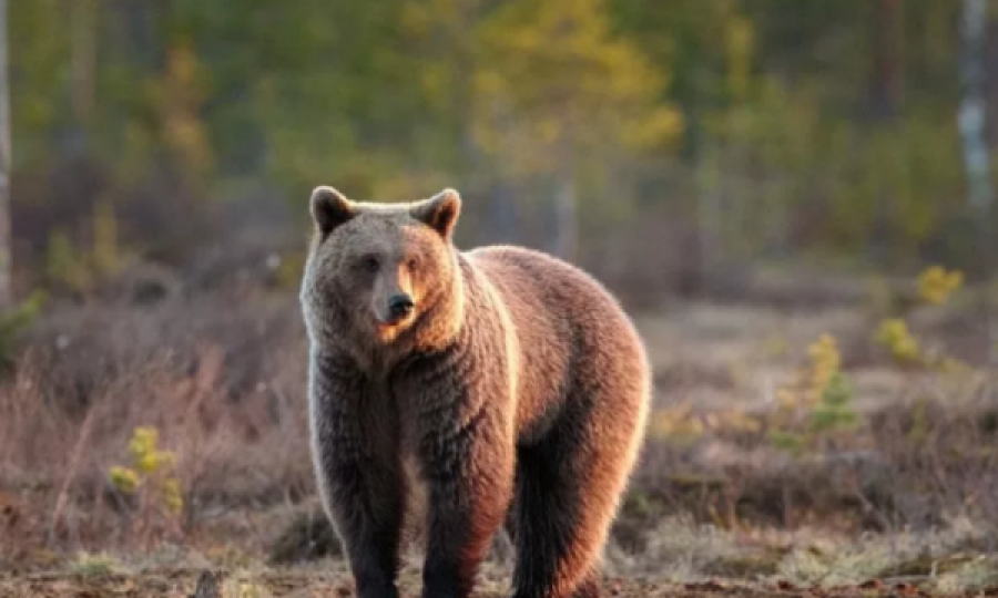 Shfaqet ariu i murrmë në Suharekë: Bllokon komunikacionin