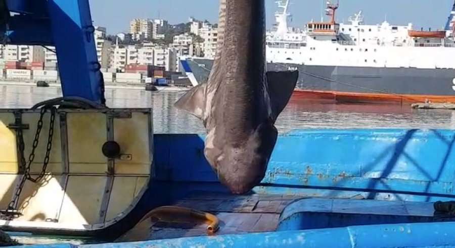 Durrës, peshkaqeni 'tigër' bie në rrjetë – peshon 500 kg