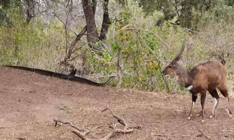 Videoja e frikshme tregon një piton masiv duke ndjekur prenë e tij