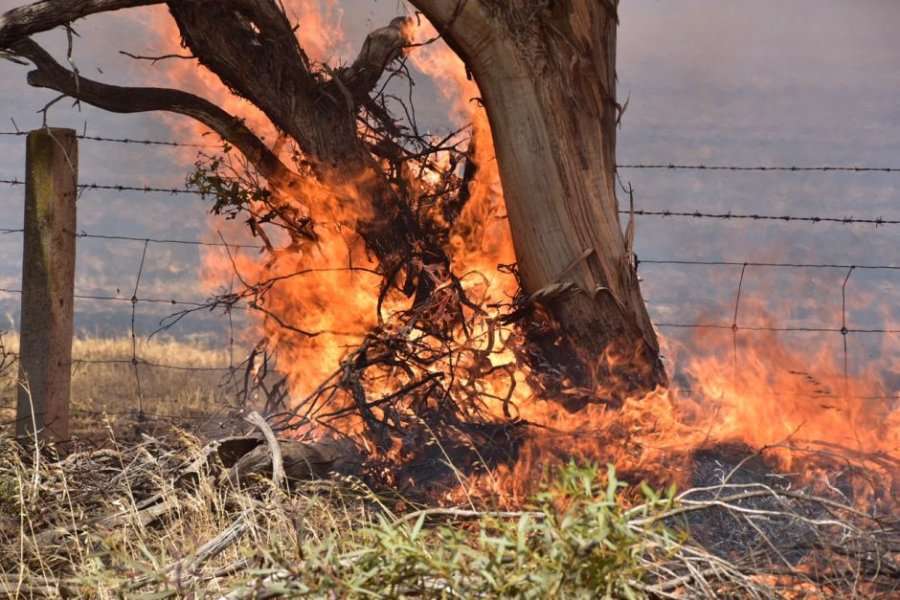 Dogji gabimisht 400 rrënjë ullinj, pranga 49-vjeçarit