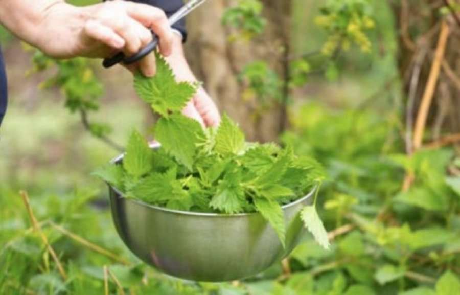 Hithra dhe limon, kombinimi i përsosur për pastrimin e organzmit