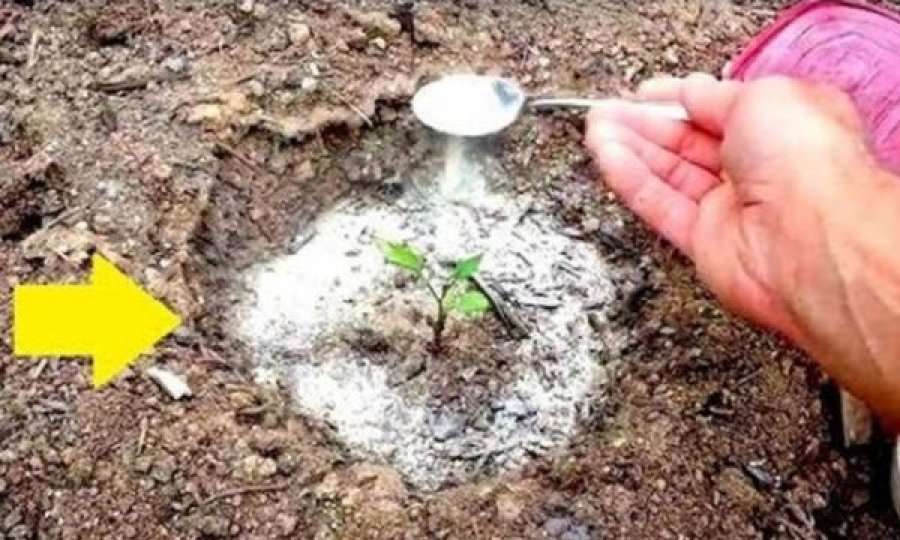 Sodë buke në kopsht në vend të pesticideve: Lulet gufojnë, kërmijtë ikin, dheu pastrohet