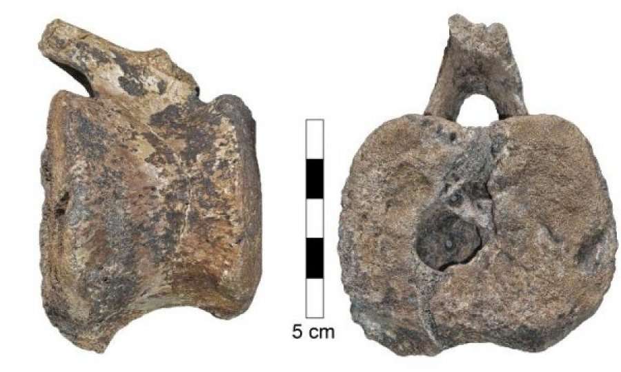 Tumori i rrallë që sot i prekë fëmijët është zbuluar në fosilet e dinozaurëve