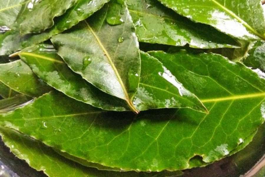 Kolla e natës – Si të kuptoni nëse është ftohje apo alergji, trajtimet që ju ndihmojnë