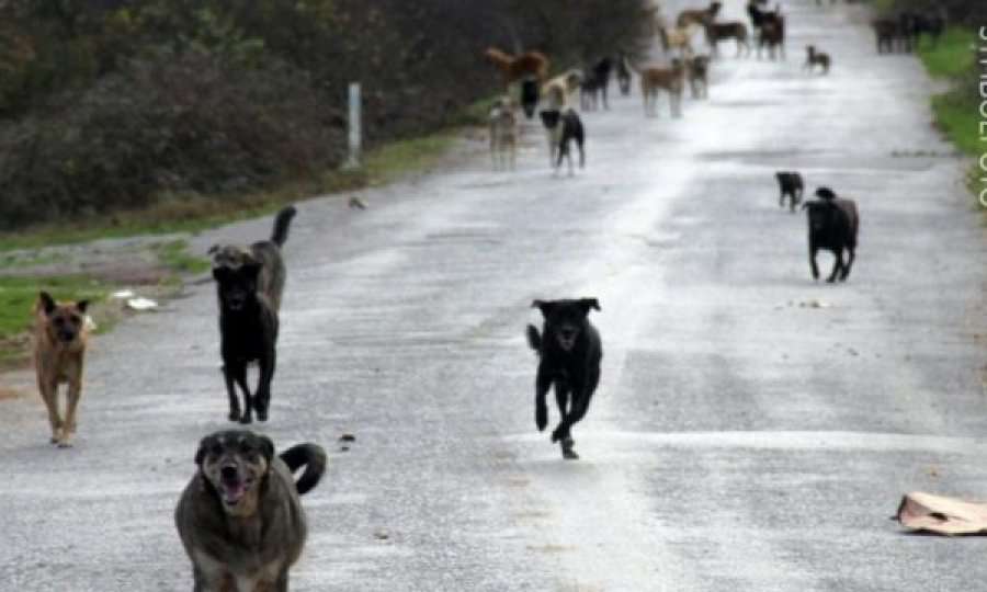 Qentë e rrugës kafshojnë për vdekje beben në spital