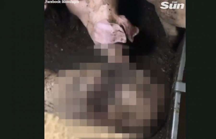 Pamje horror, derrat e uritur hanë njëri-tjetrin për së gjalli