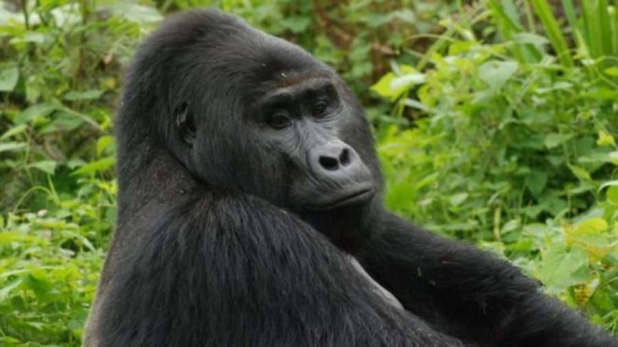 Vrasësi i “Rafikit”, gorillës malore të rrallë e të argjendtë të Ugandës, u burgos