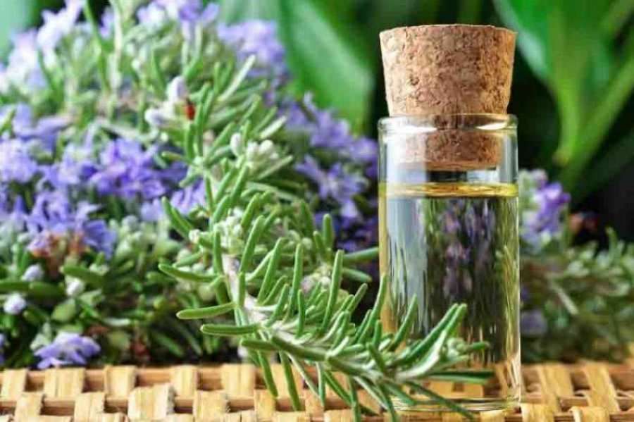 Ankthi ju bën të shëndoshë, të sëmurë dhe në depresion… këtu keni 10 barishte që mund të ju bëjnë mirë