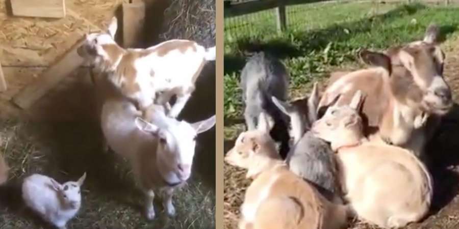 Njerëzit janë mbështetur në dhi për t’i ndihmuar nga koronavirusi