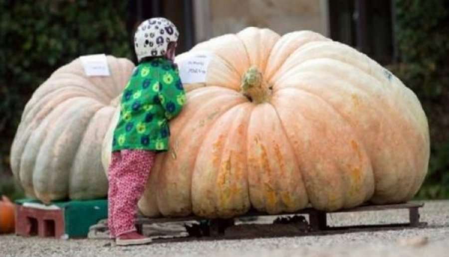 Plot 702,4 kilogramë, ky është kungulli që theu rekordin në Gjermani