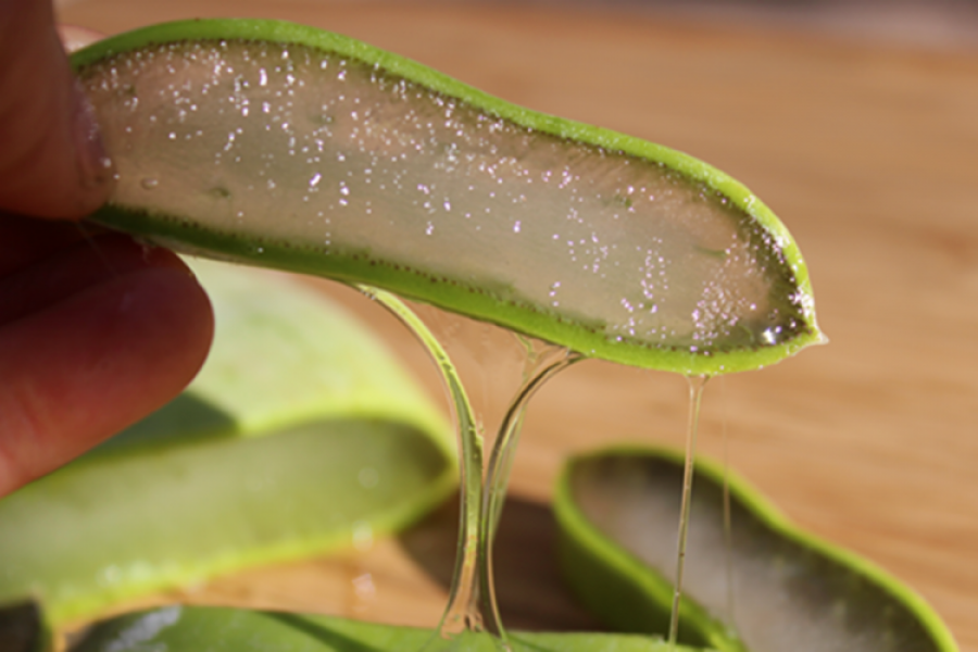 Përdorimi i aloe verës për shëndetin e dhëmbëve