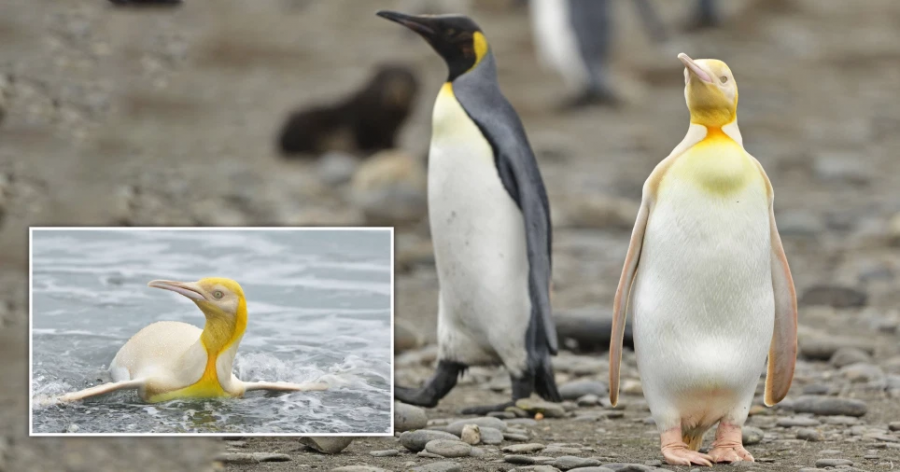Pinguini i verdhë i panjohur më parë, kapet nga fotografët në Antarktikë