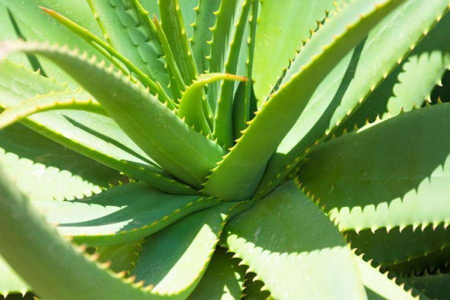 Si të përdorni lëngun e aloe verës kundër diabetit