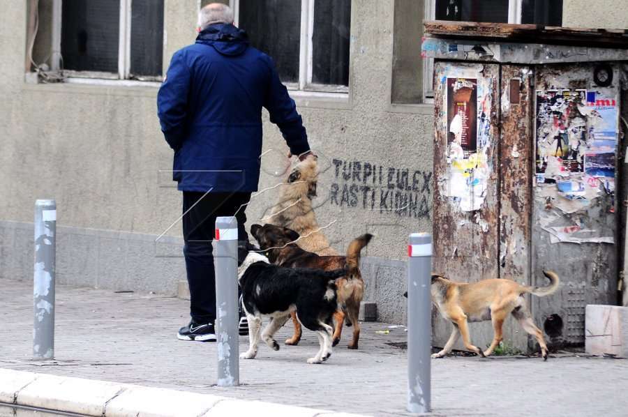 Shtabi Emergjent për qentë endacakë  QKUK ja ende në pritje të konfirmimit të palëve