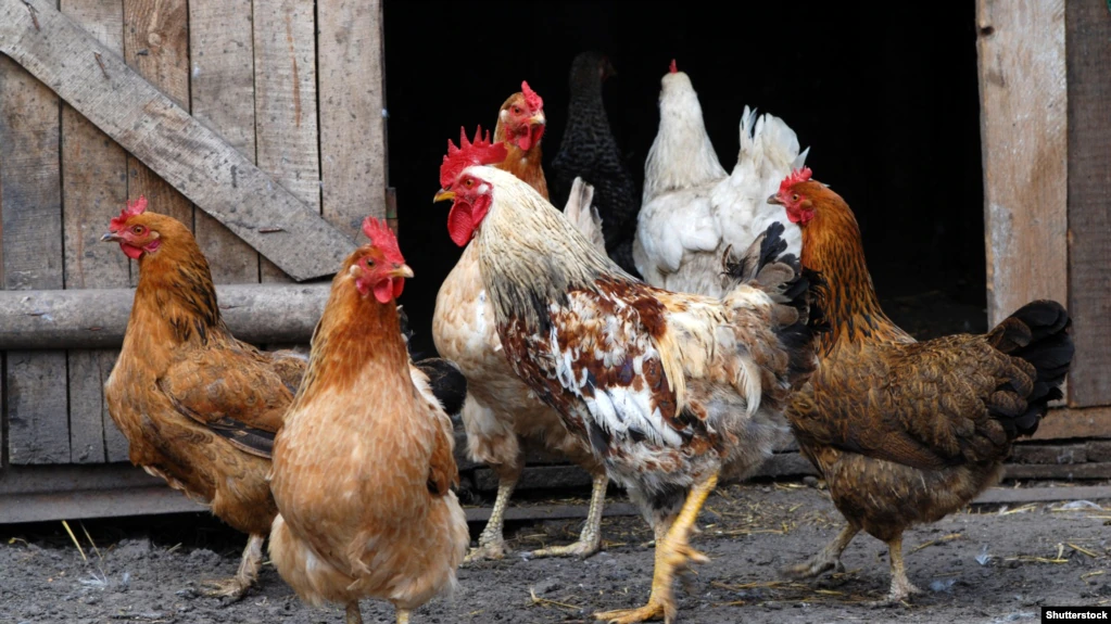 AUV: Gripi i shpezëve H5N8 është nën kontroll