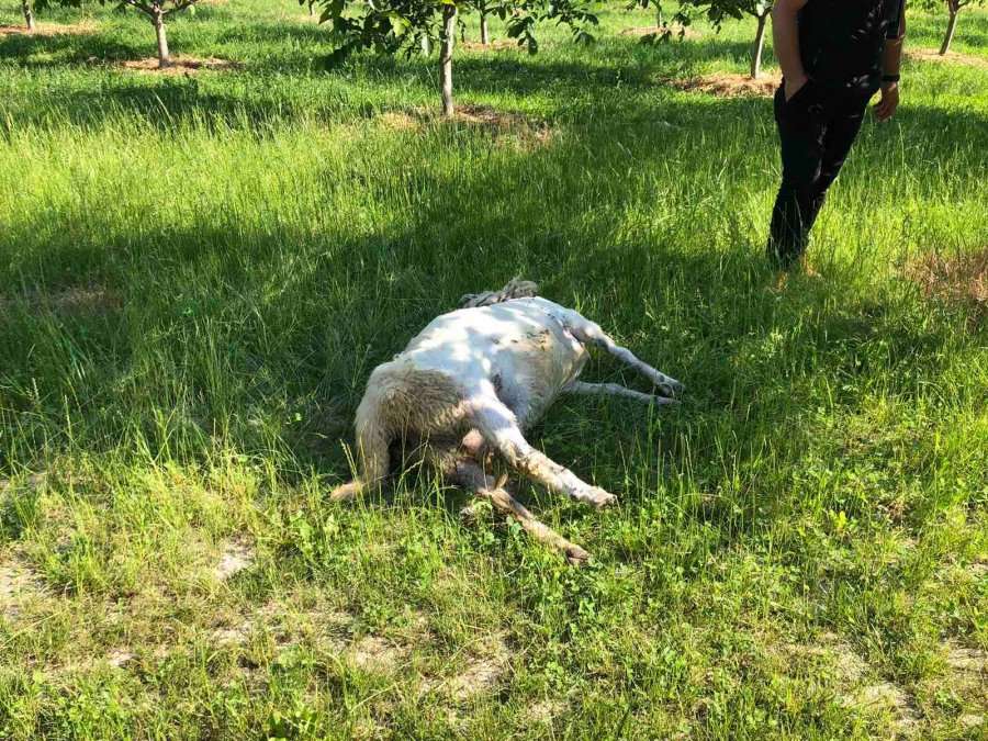 Ujku zbret në fshatin Strellc i Epërm, mbyt 12 dele