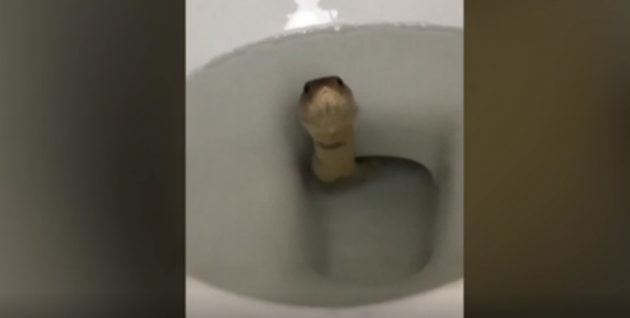 “Nuk shkoj më në tualet”, burri tmerrohet kur gjen një kobra në WC