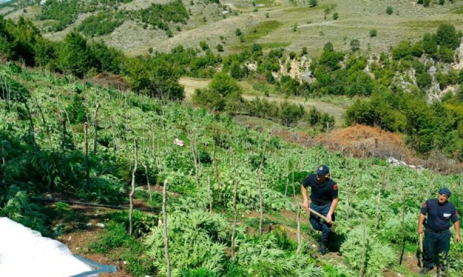 Ekonomia ilegale e kanabisit në Shqipëri