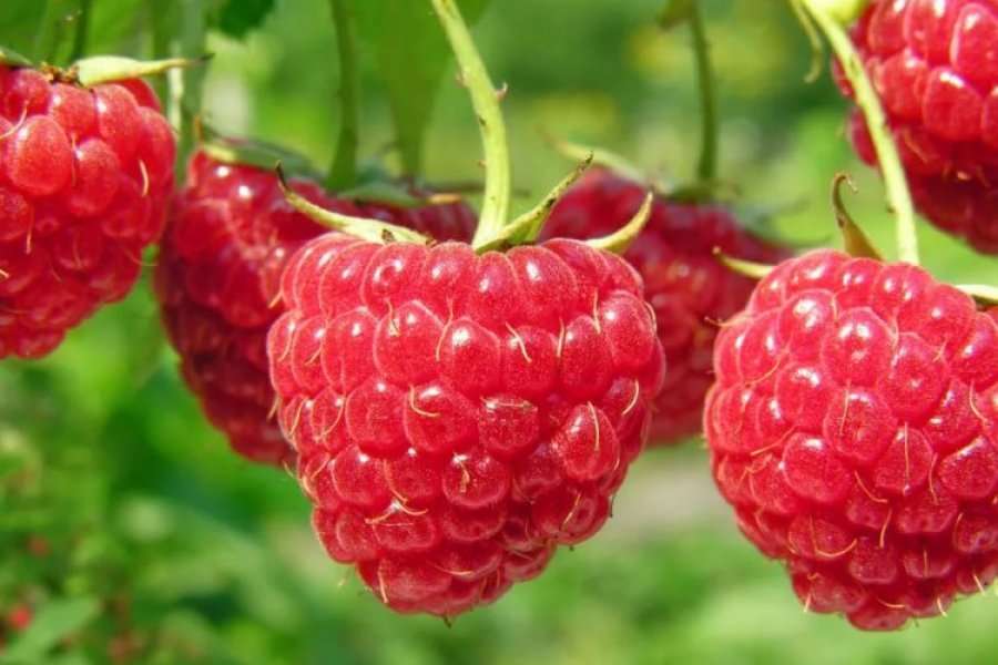 Këtë frutë duhet ta konsumoni çdo ditë, vlerat fantastike