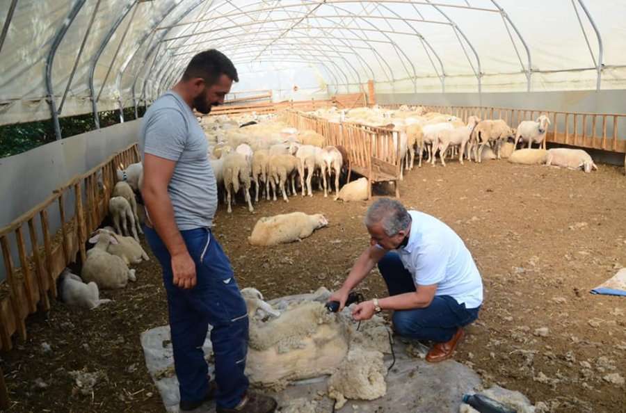 Ja çka të bënë fushata, Muharremaj qeth dele në Sallagrazhdë të Suharekës