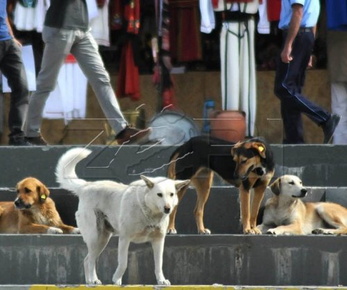 U ndanë 258 mijë euro nga Komuna e Pejës për trajtimin e qenve endacakë, por pa asnjë efekt 