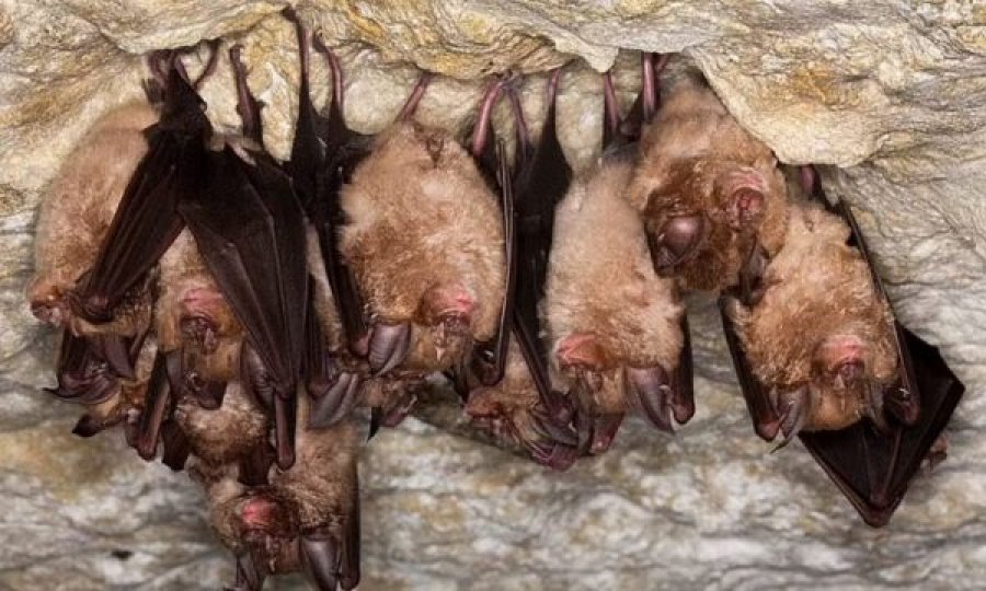 Shumë i ngjashëm me SARS-CoV-2, zbulohet një virus i ri mes lakuriqëve të natës