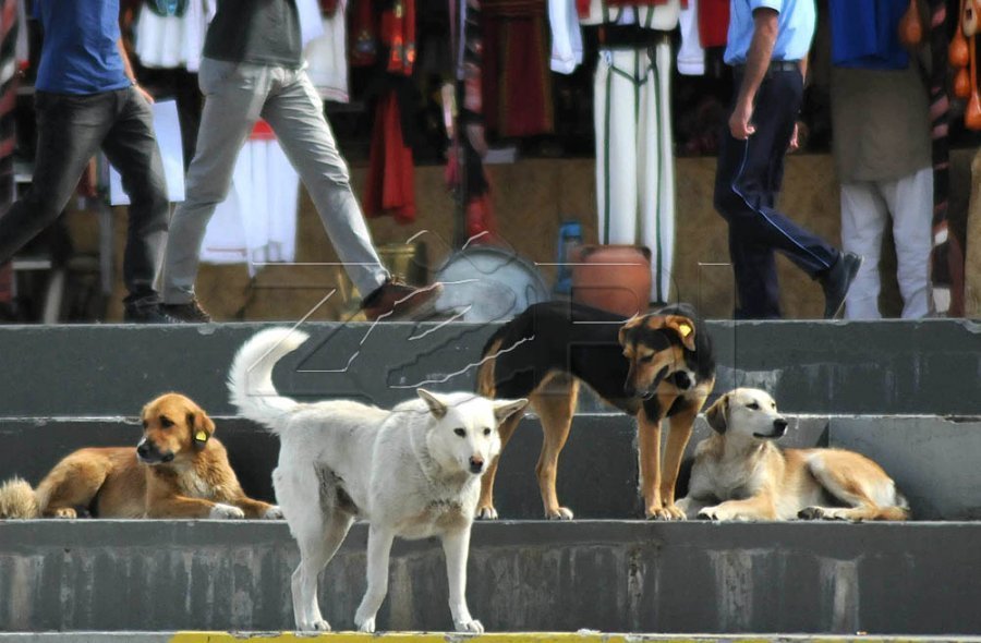 Në Kosovë vazhdon gara ilegale e qenve, kërkohet ndërhyrje më e madhe nga shteti
