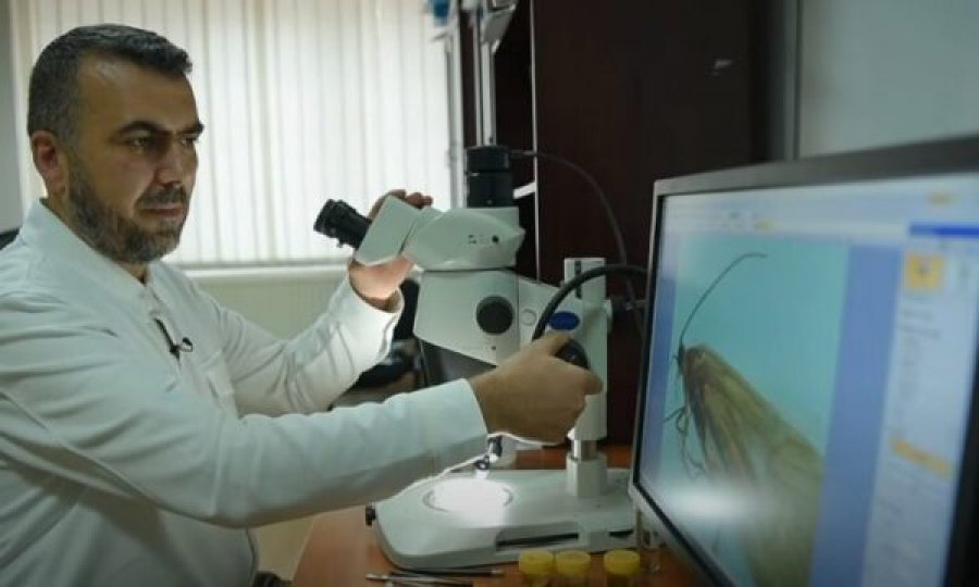 Zbulohet një insekt i ri në Kosovë [video]