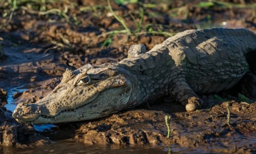 Fenomeni i rrallë, zbulohet krokodili që la veten shtatzënë