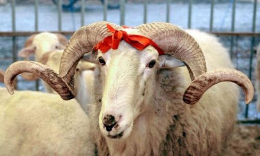 Rriten çmimet e kurbanit për Bajram