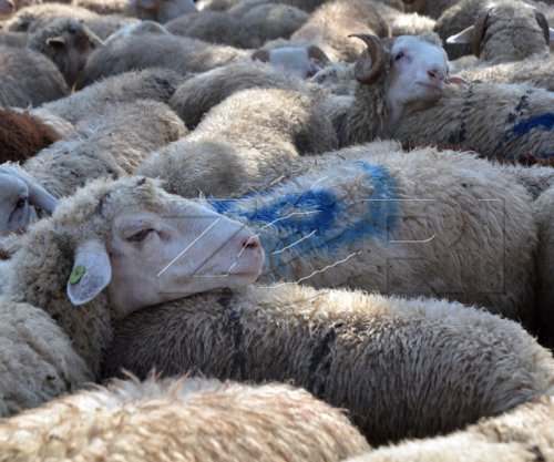 Kosova ndalon importin e deleve dhe dhive nga Maqedonia e Veriut