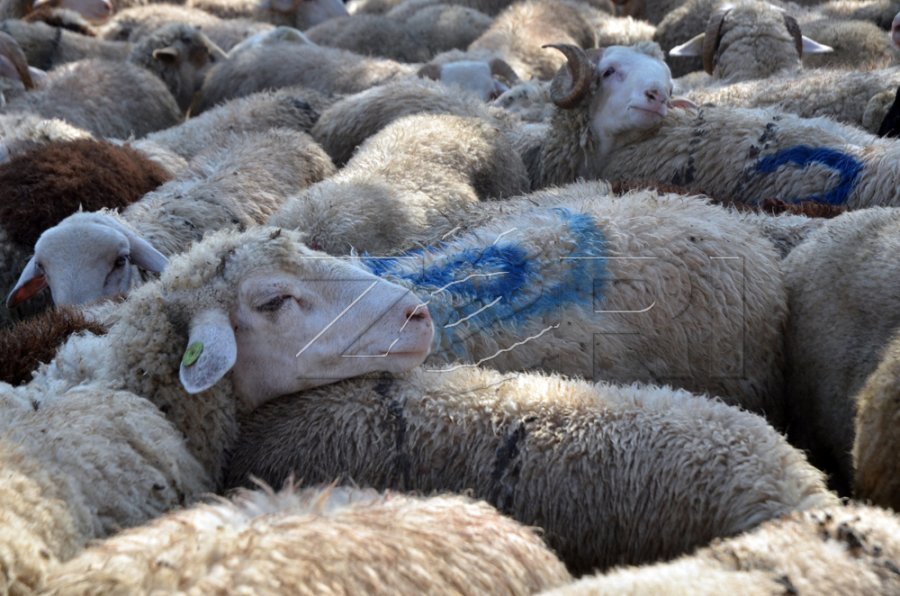 AUV-i kthen në Shqipëri mbi 500 kafshë, që u futën ilegalisht në Kosovë